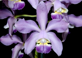 Cattleya Gaudii var. coerulea Kathleen AM/AOS 84 pts.